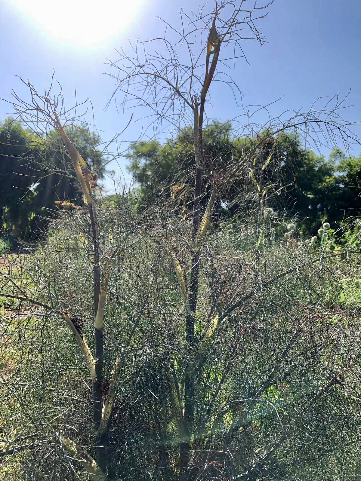 Bronze Fennel