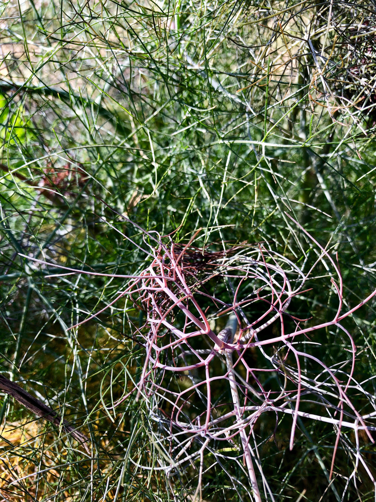 Bronze Fennel