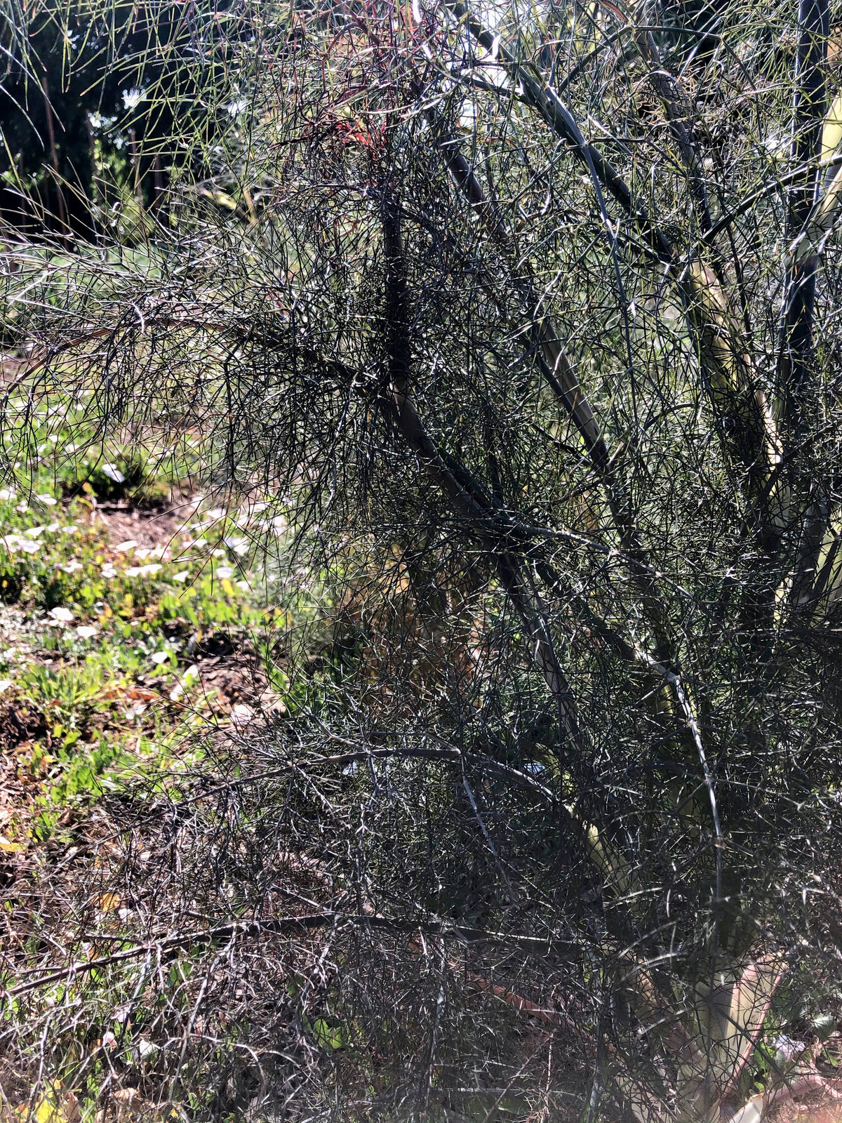 Bronze Fennel