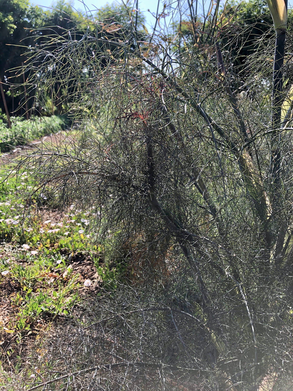 Bronze Fennel