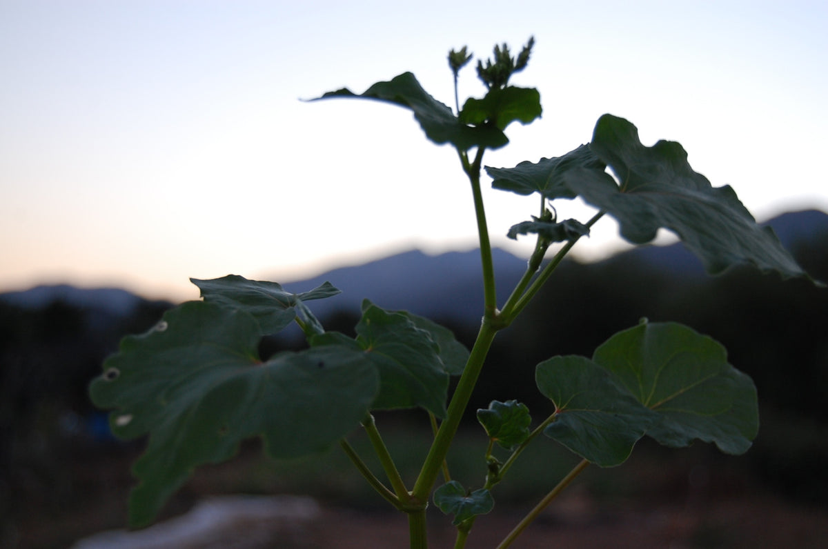 Buckwheat