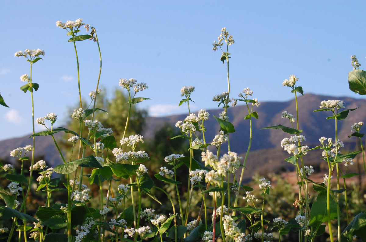 Buckwheat