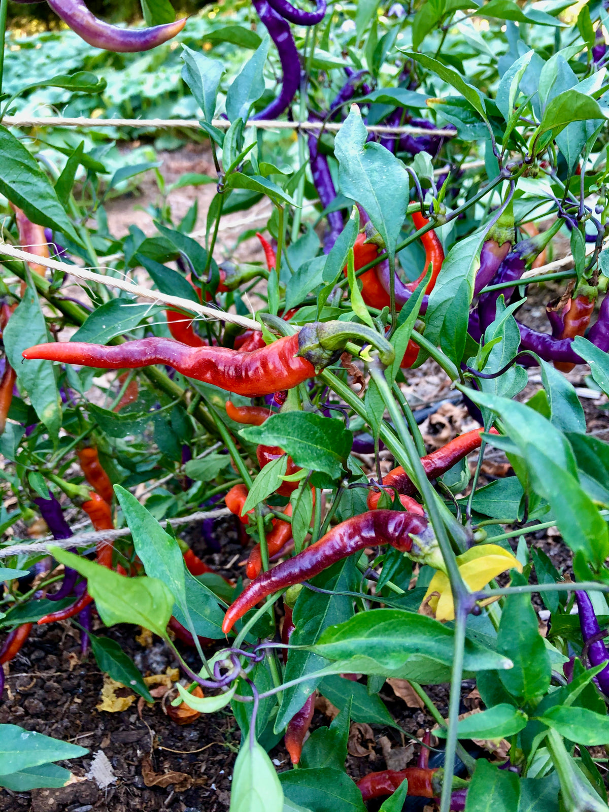 Buena Mulata Pepper