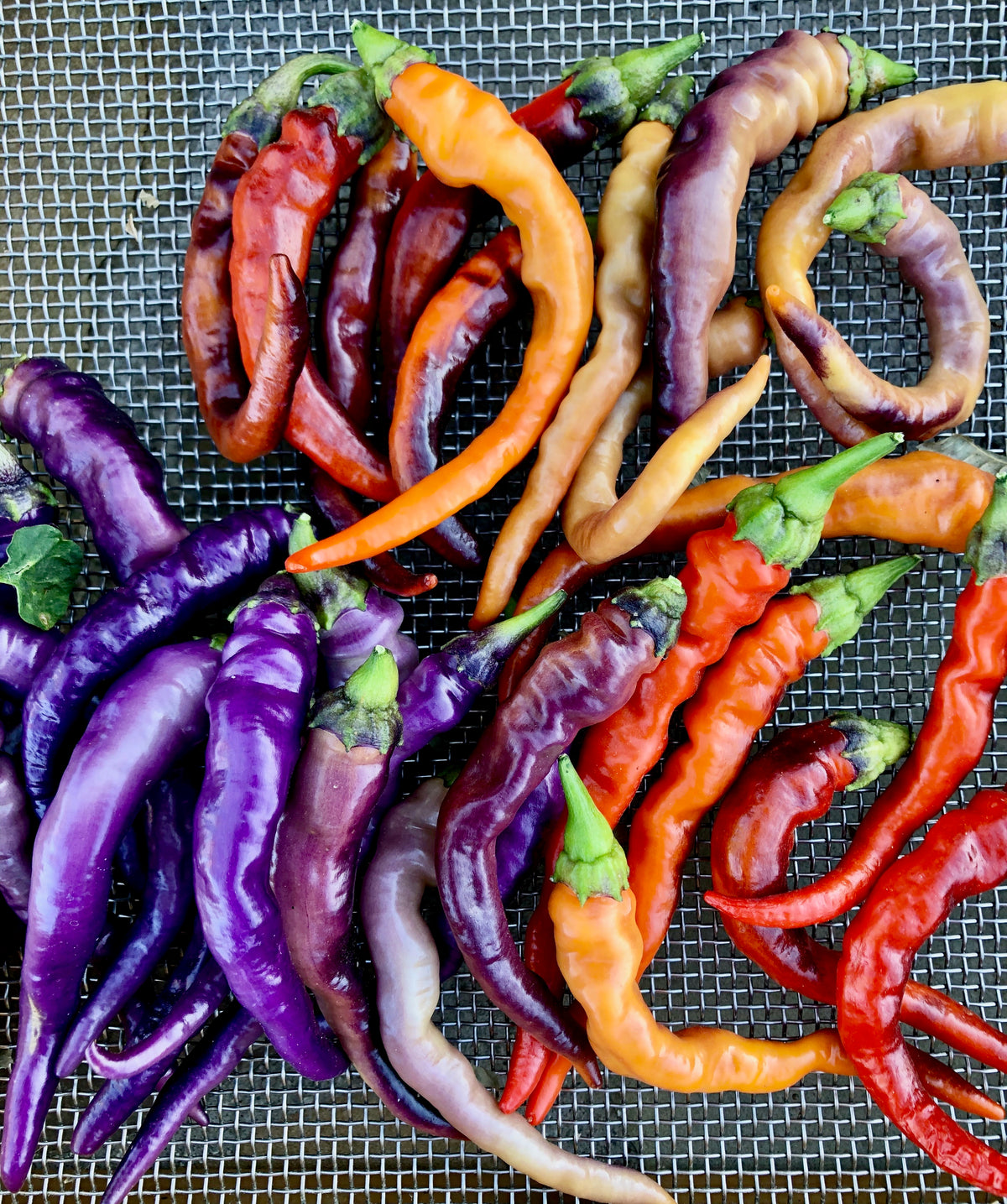 Buena Mulata Pepper