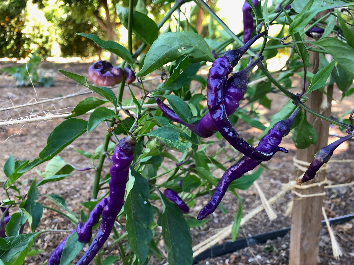Buena Mulata Pepper