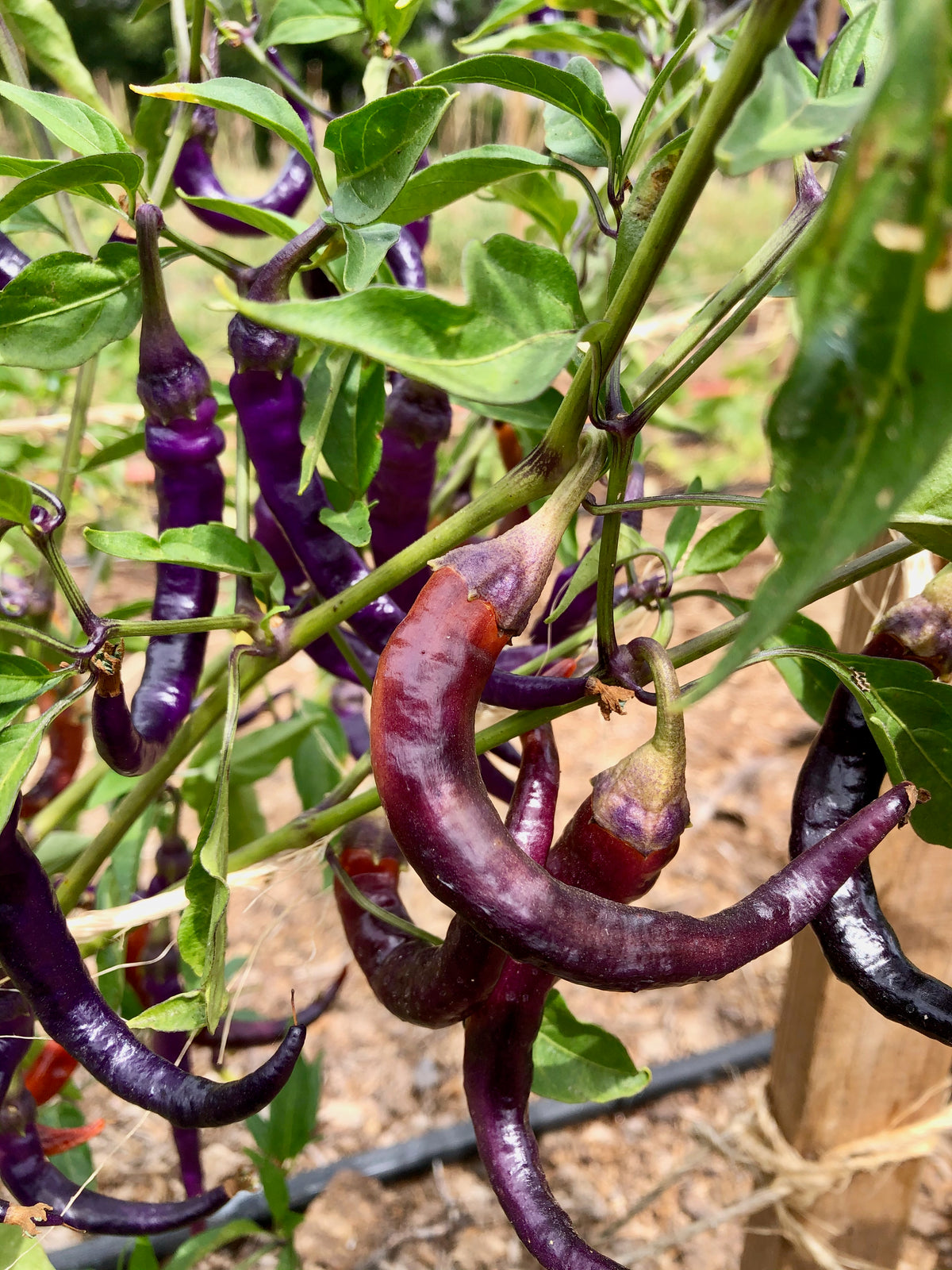 Buena Mulata Pepper