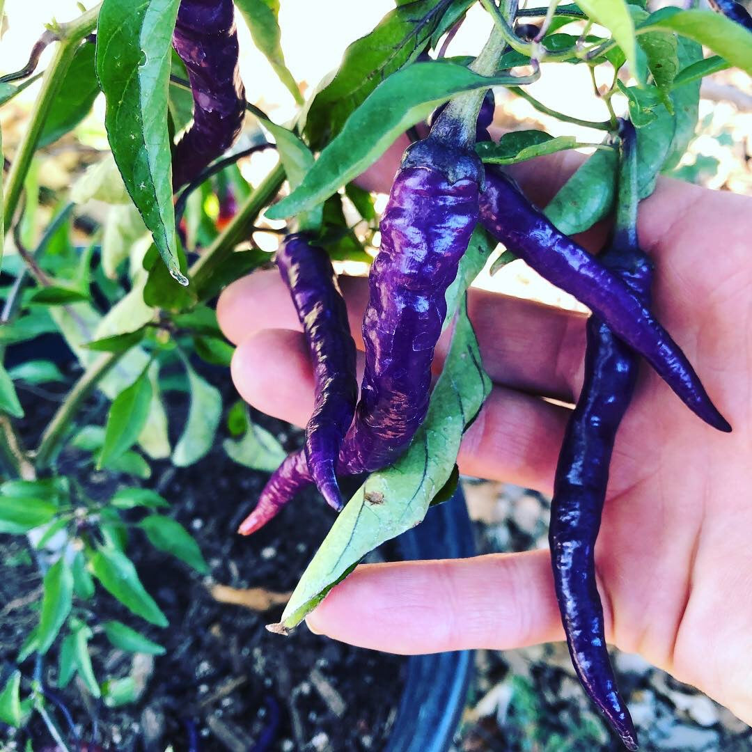 Buena Mulata Pepper