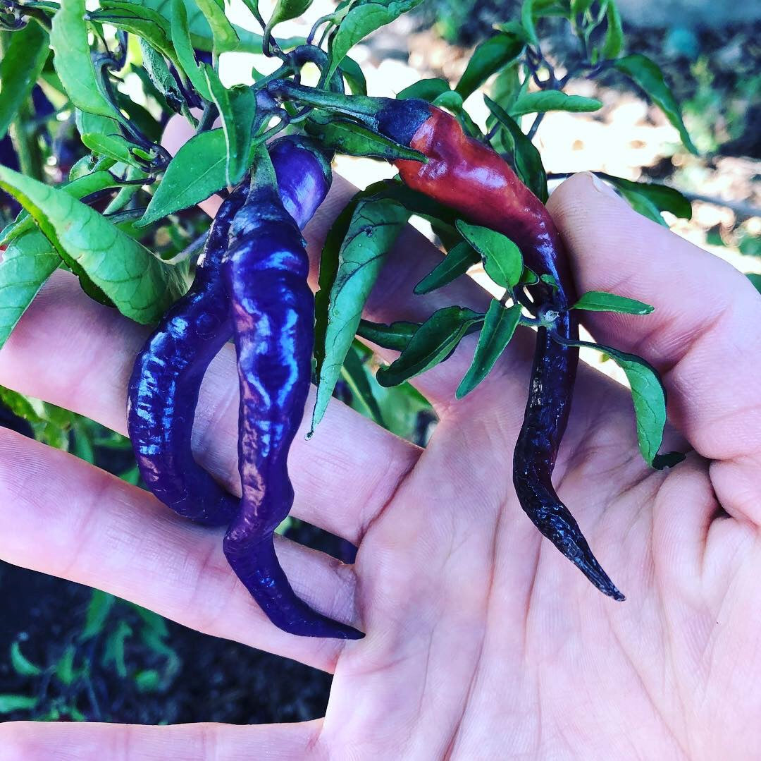 Buena Mulata Pepper