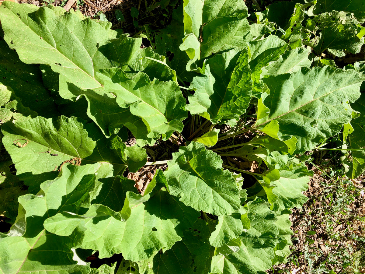 Burdock Root