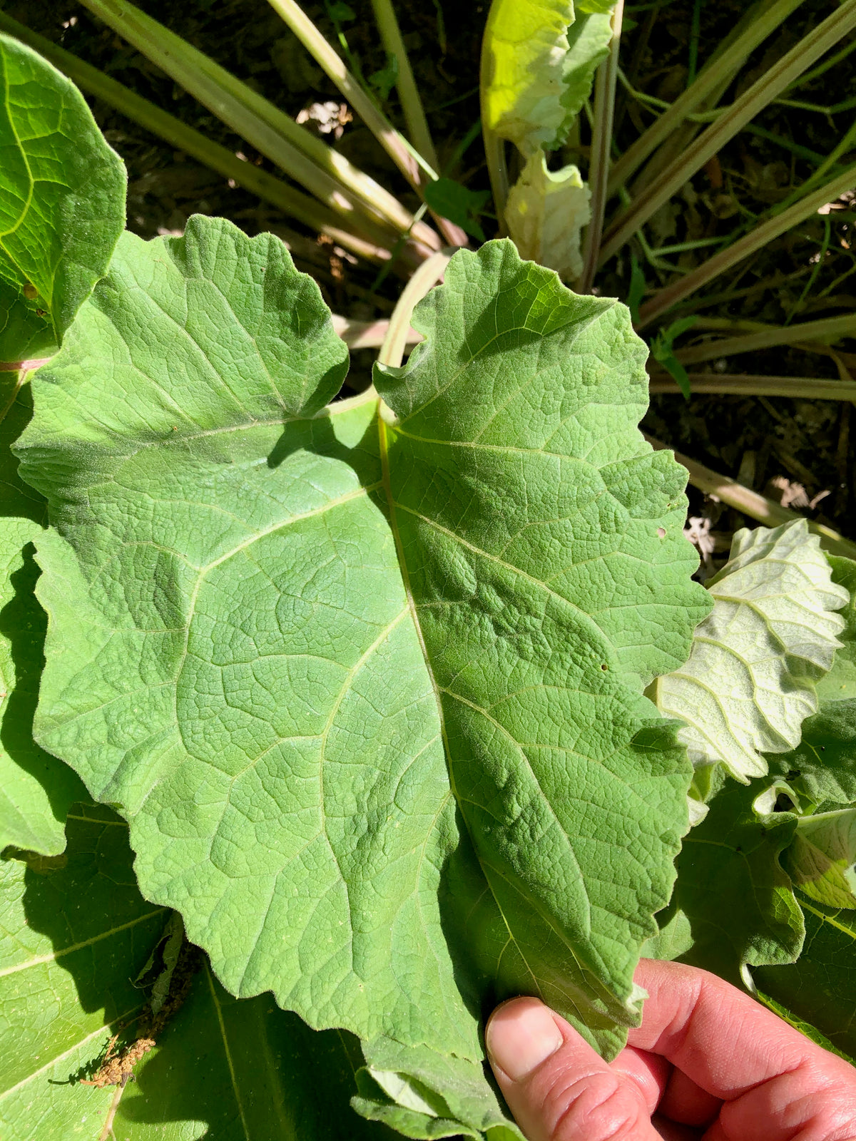 Burdock Root