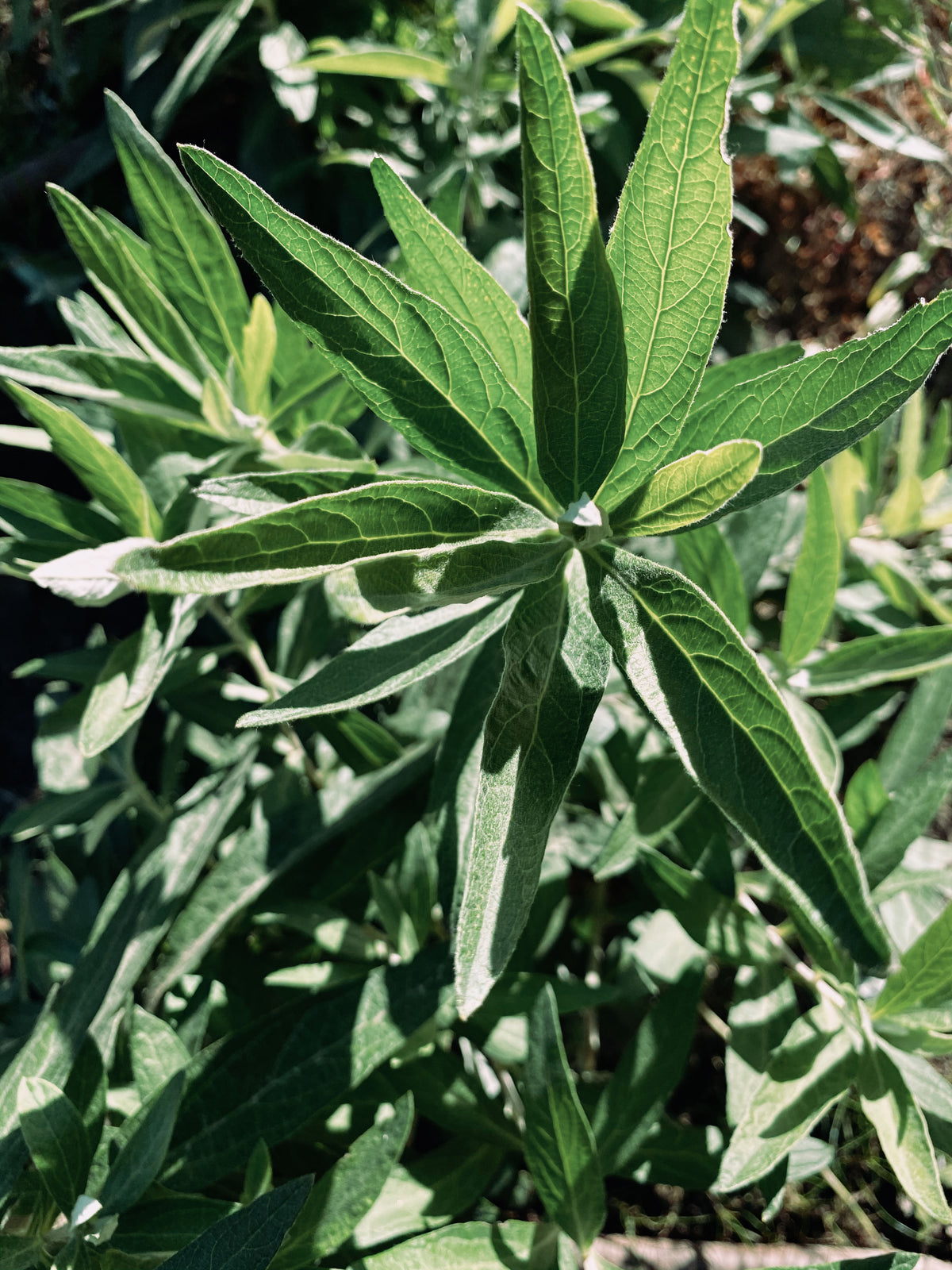 California Mugwort