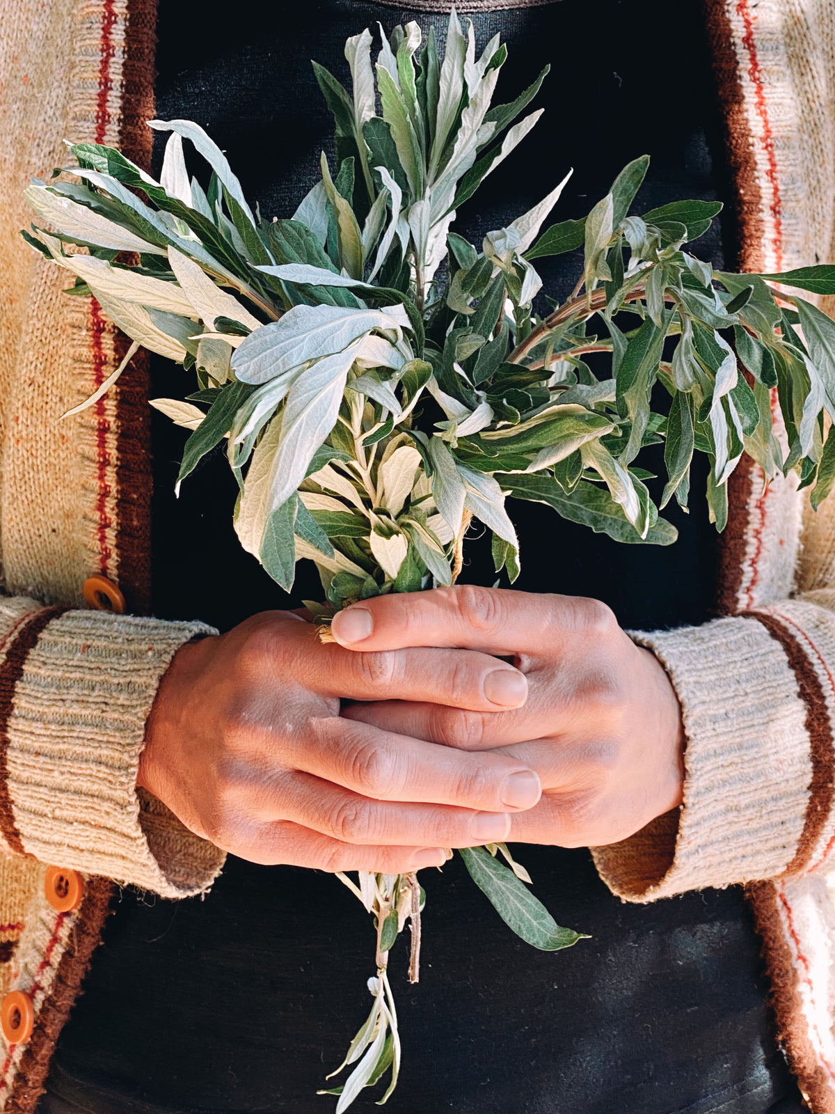 California Mugwort