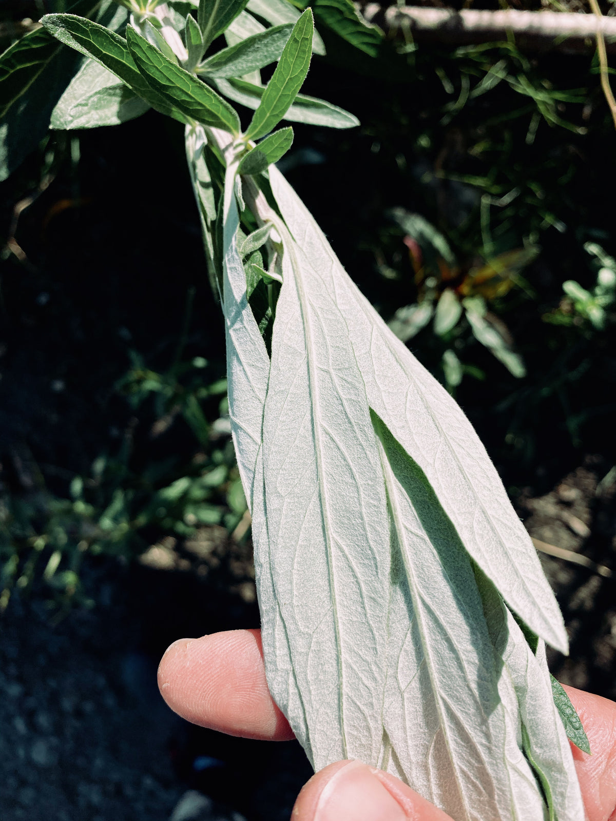 California Mugwort