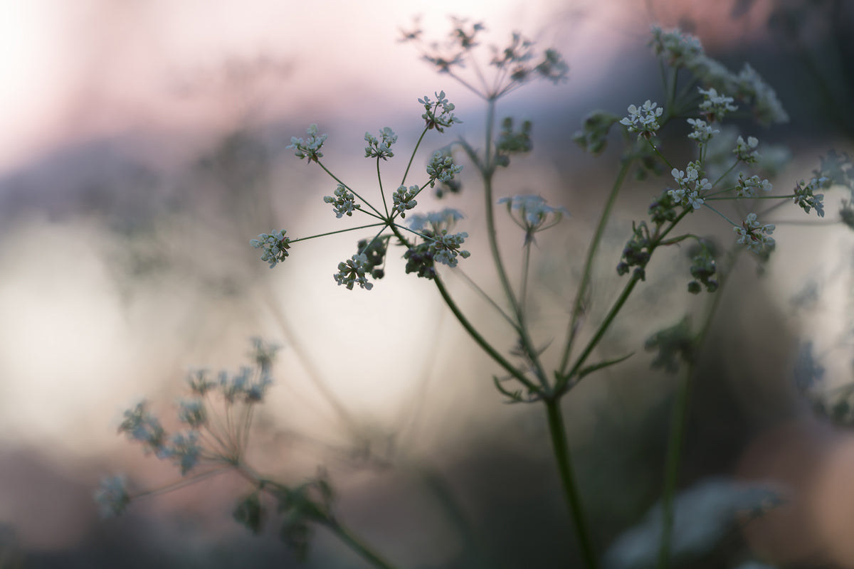 Caraway