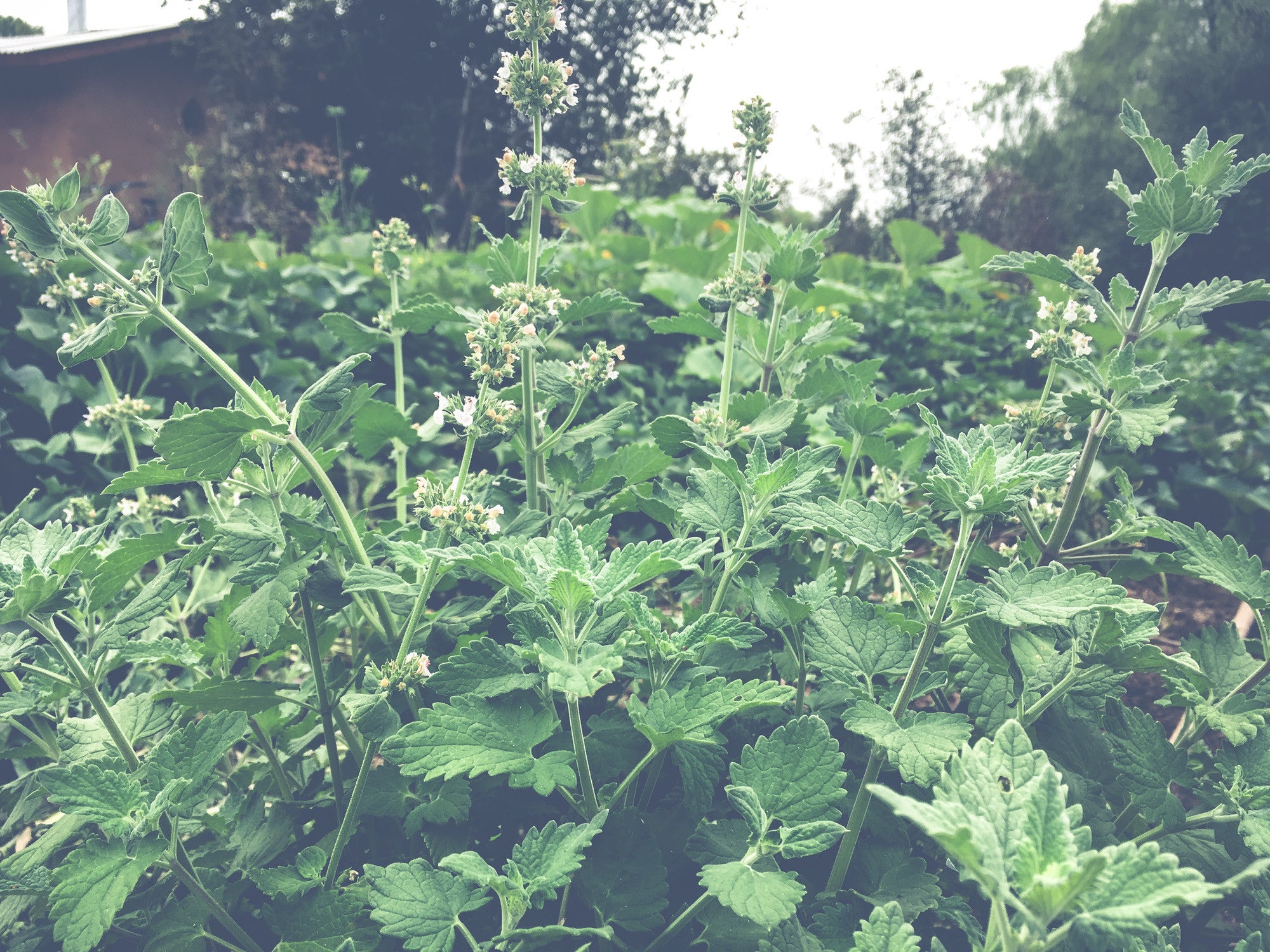 Catnip Seeds - The Plant Good Seed Company