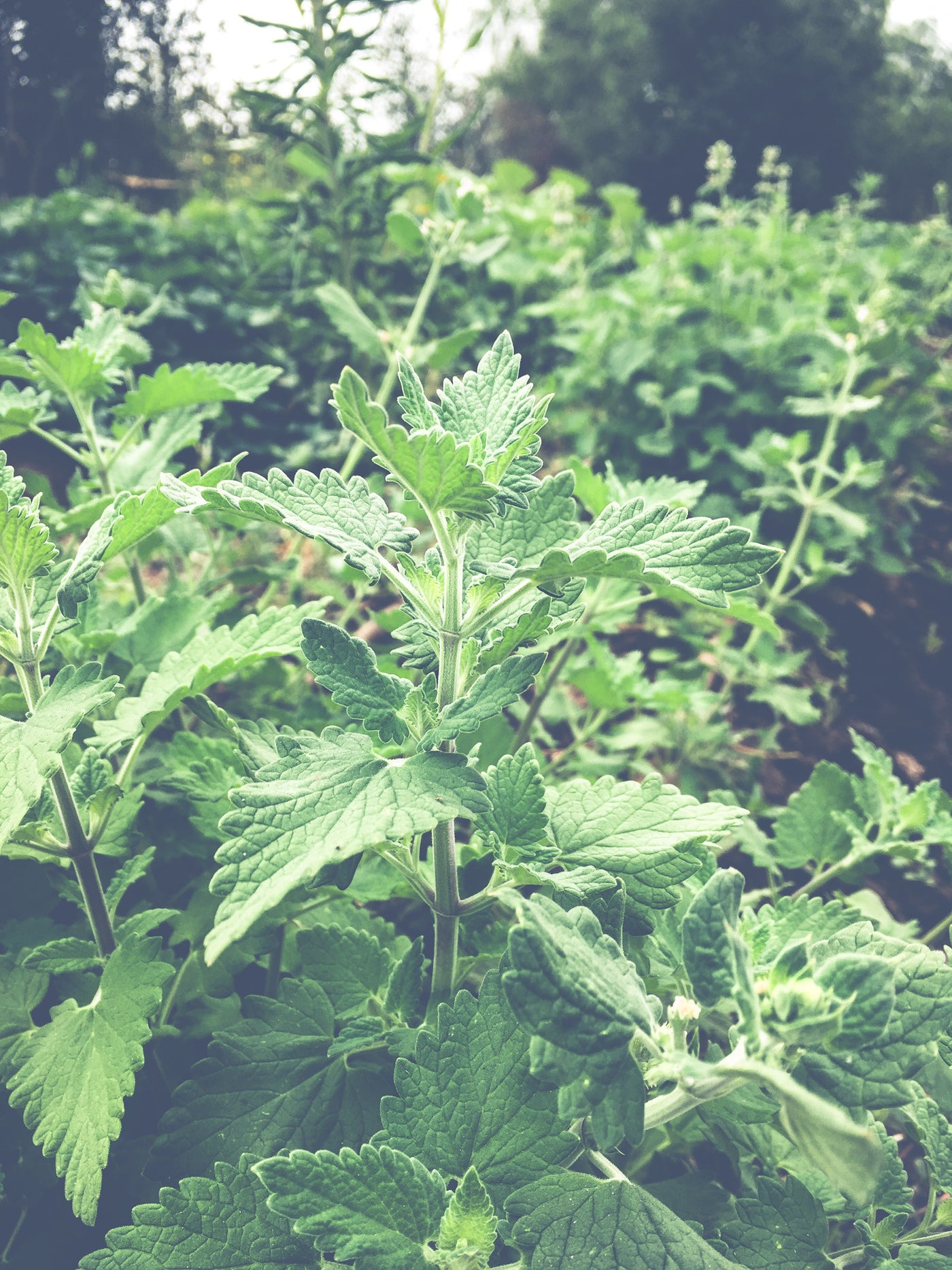 Catnip Seeds - The Plant Good Seed Company