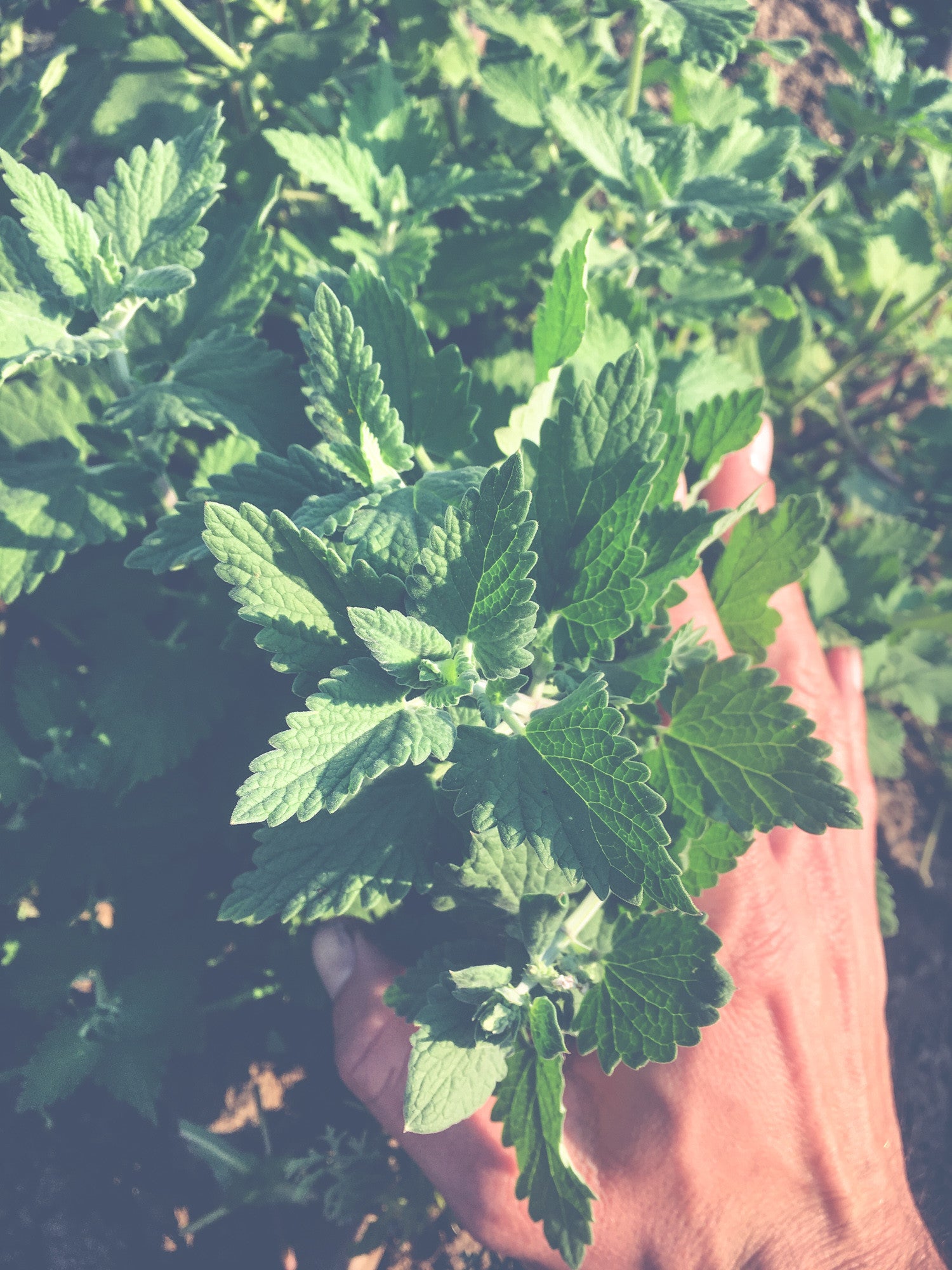 Catnip Seeds - The Plant Good Seed Company