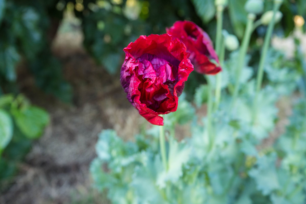 Cherry Glow Poppy