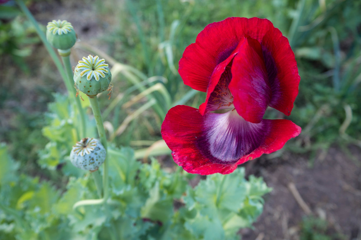 Cherry Glow Poppy