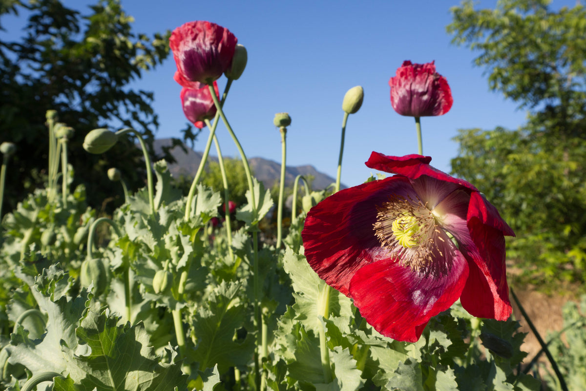 Cherry Glow Poppy