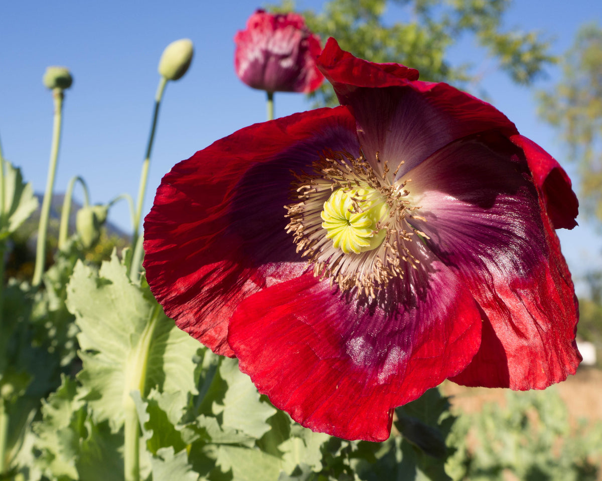Cherry Glow Poppy