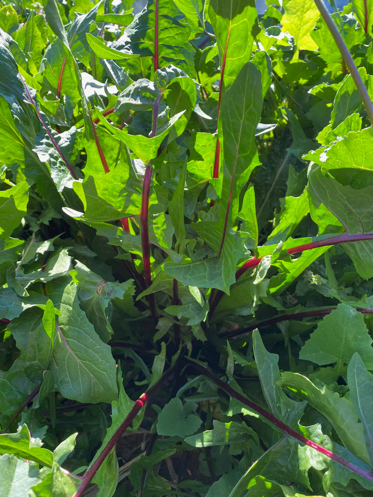 Italiko Red-Veined Chicory