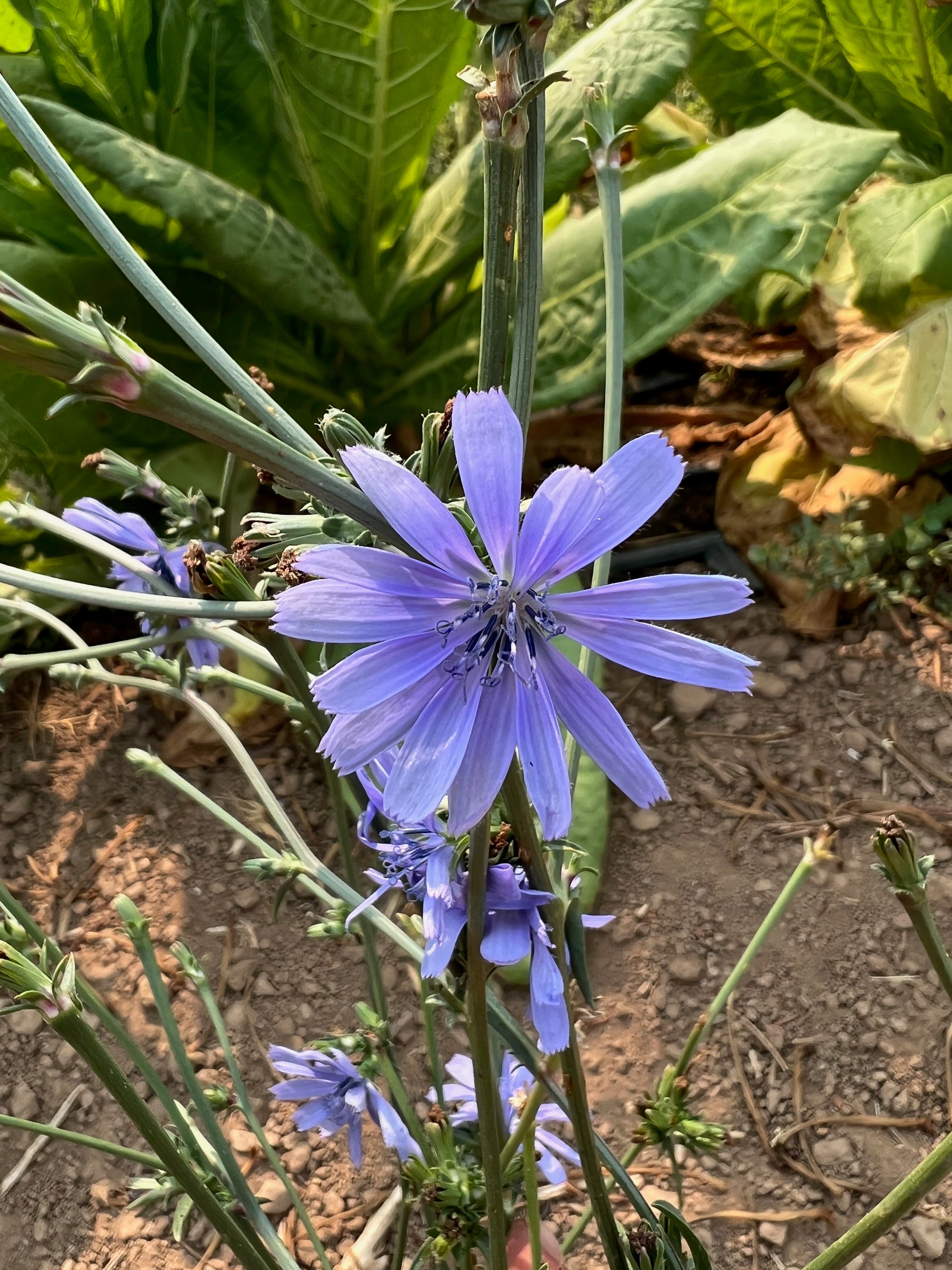 chicory flower seeds Red-Veined Chicory Seeds