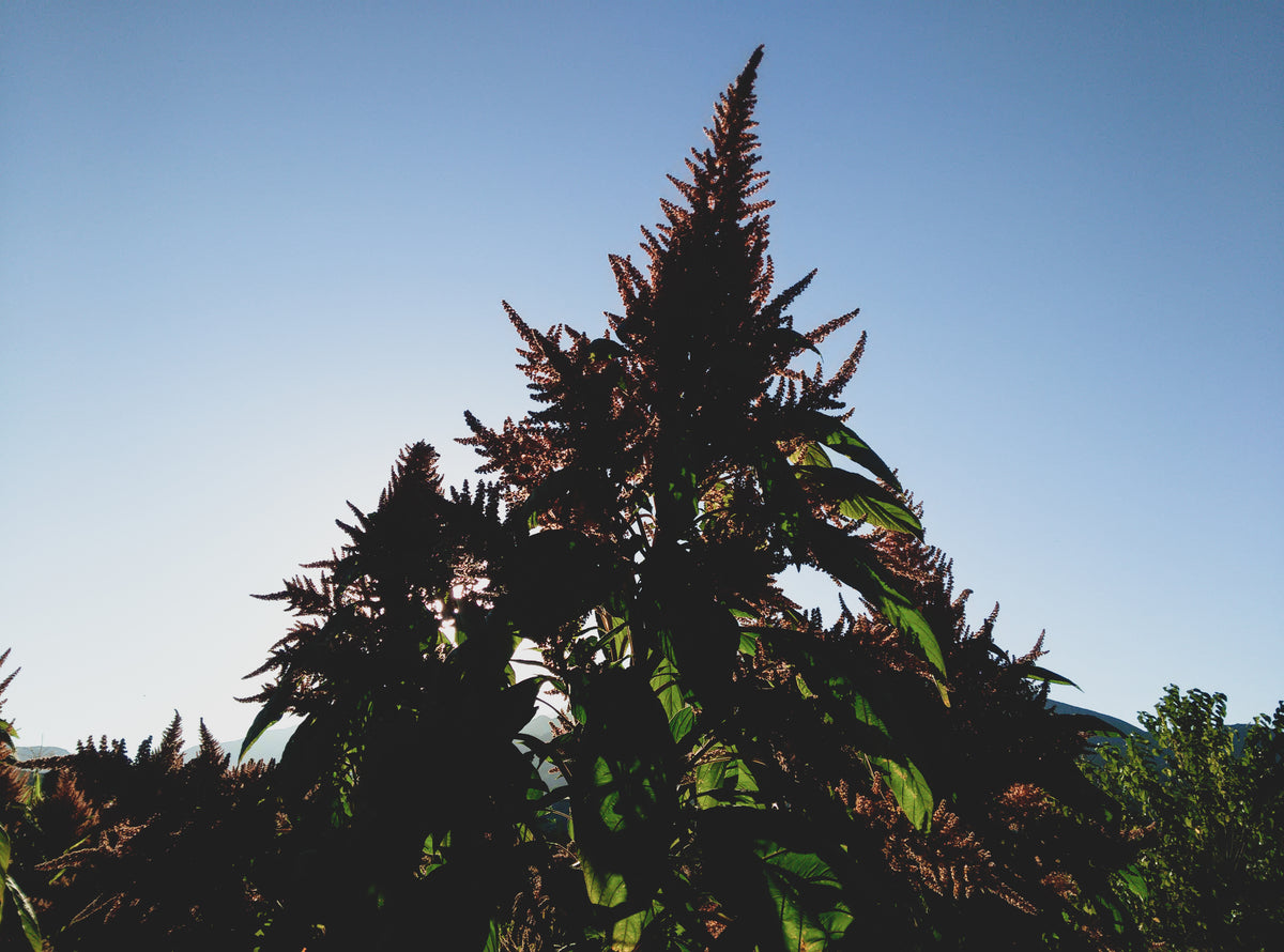 Chinese Giant Orange Amaranth