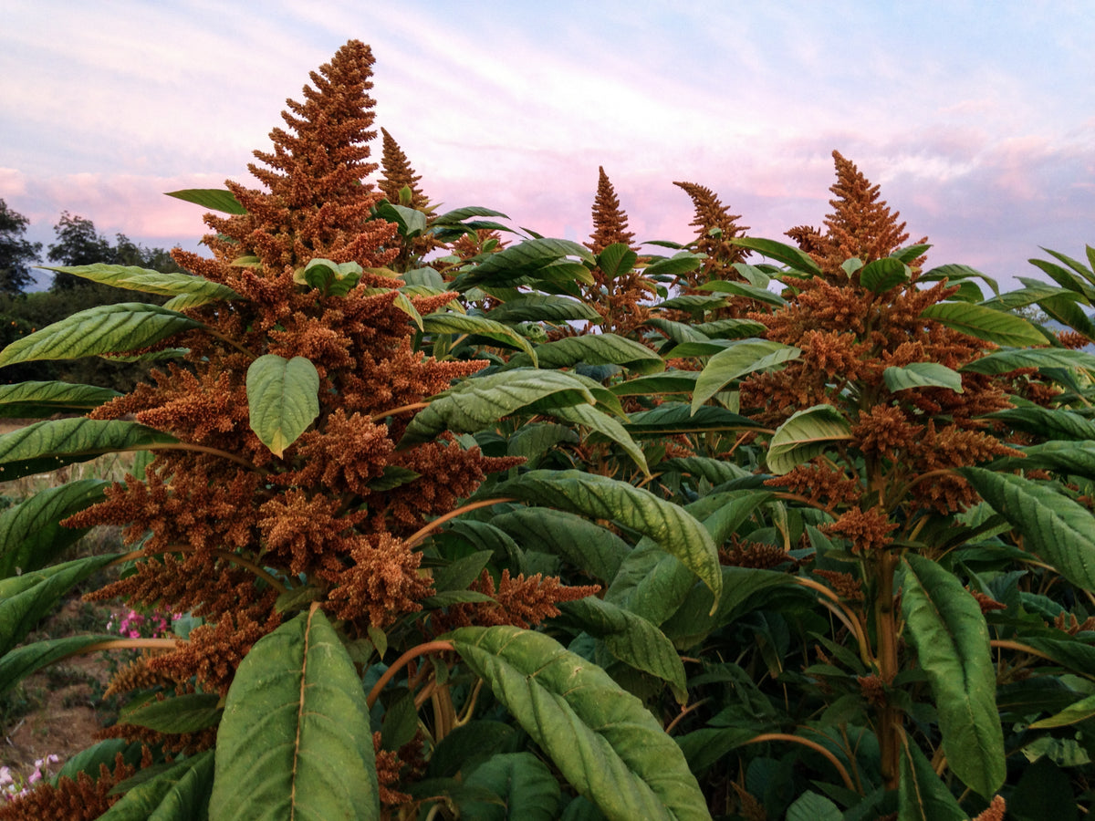 Chinese Giant Orange Amaranth