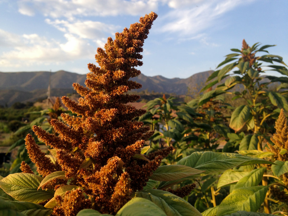 Chinese Giant Orange Amaranth