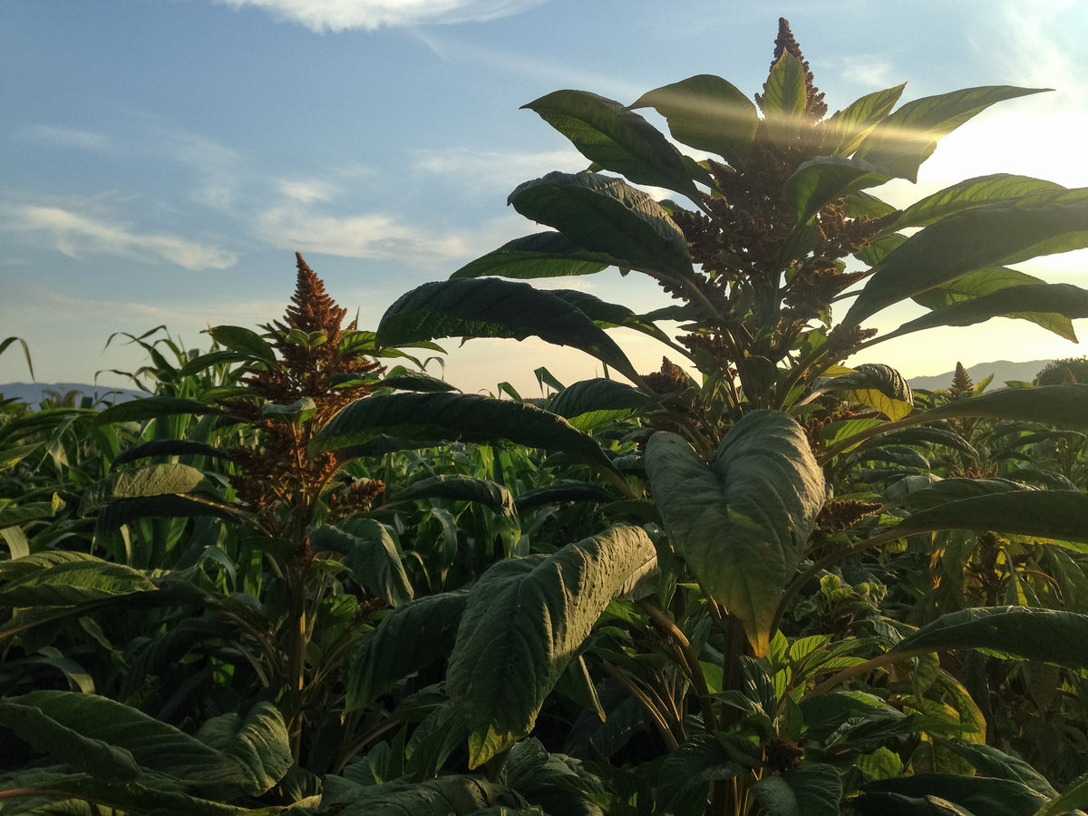 Chinese Giant Orange Amaranth