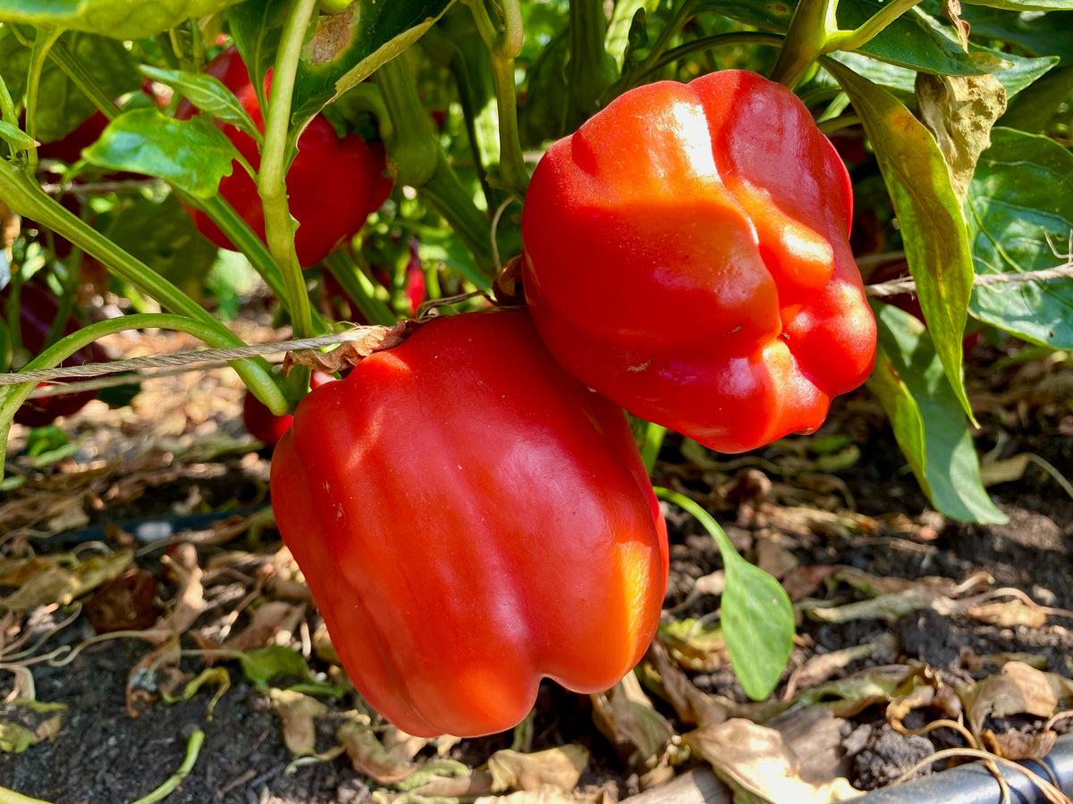 Chinese Giant Red Bell Pepper