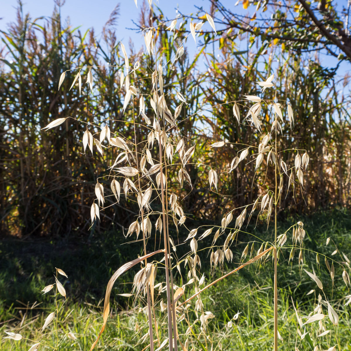 Common Oat