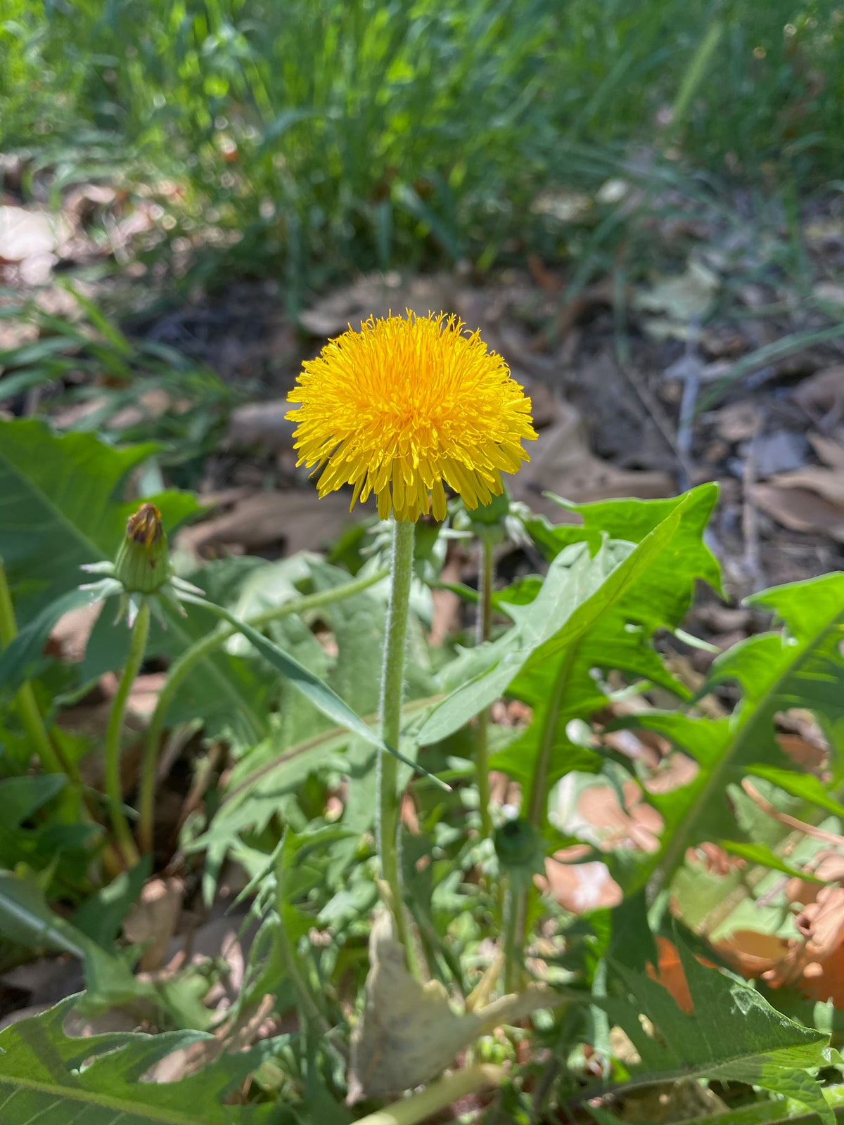 True Dandelion Seeds The Plant Good Seed Company