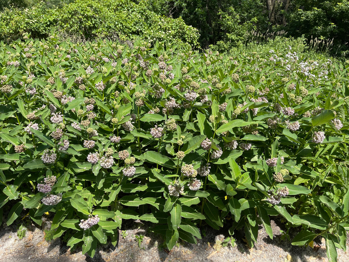 Common Milkweed