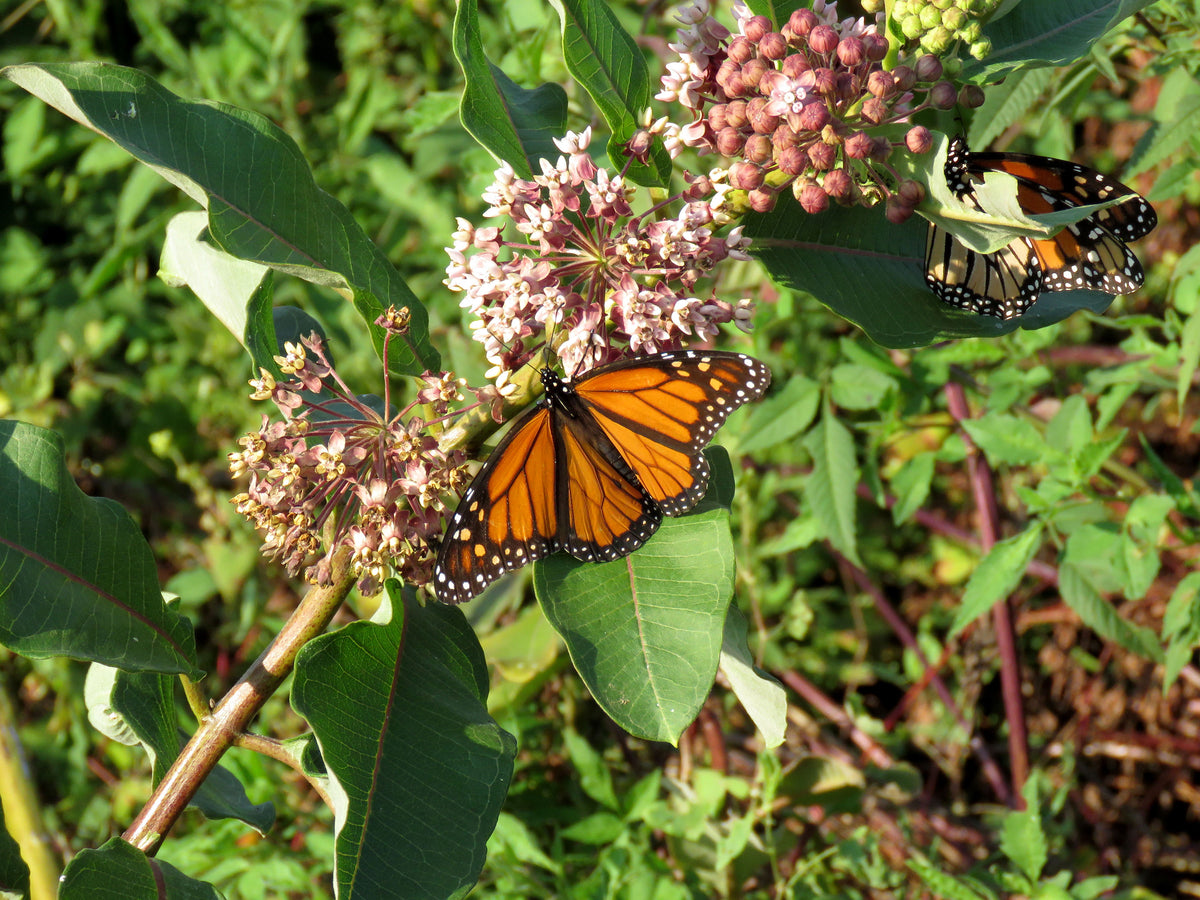 Common Milkweed