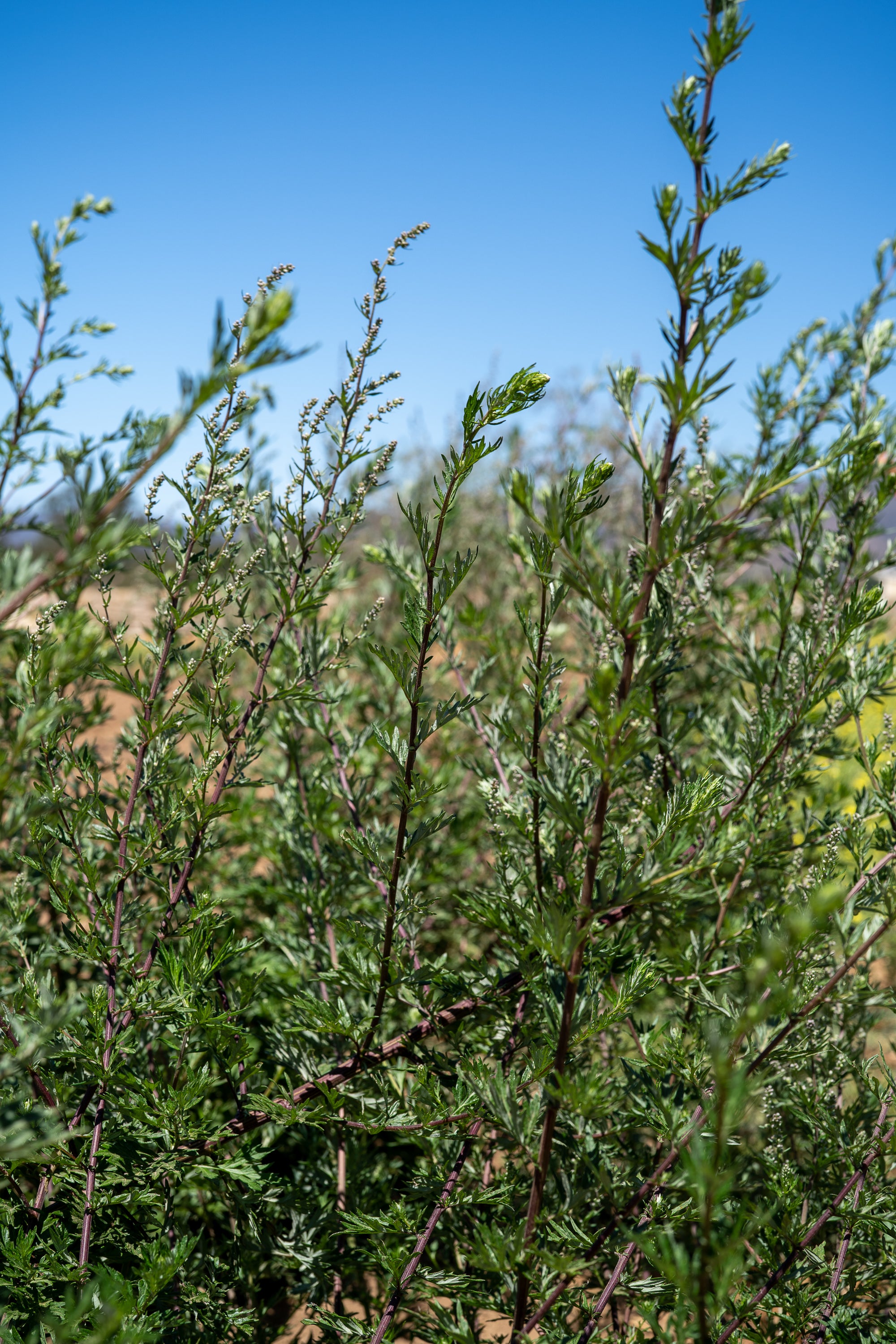 planting mugwort seeds Common Mugwort Seeds BULK: 4,000 Seeds (1 gram), OG