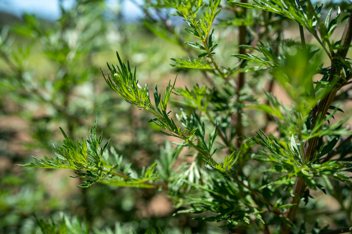 Common Mugwort