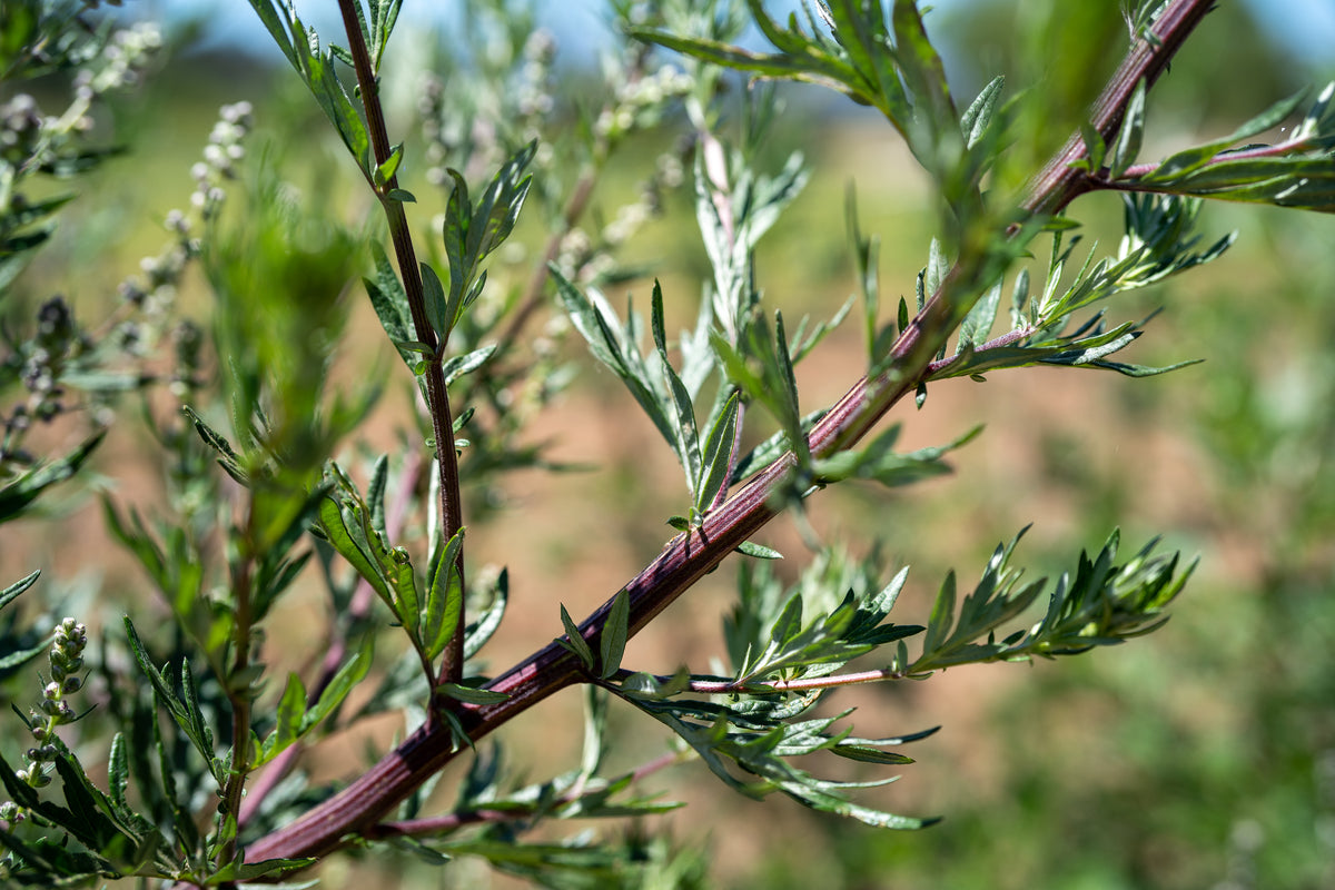 Common Mugwort