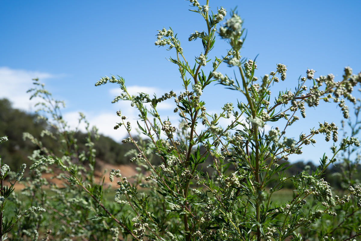 Common Mugwort