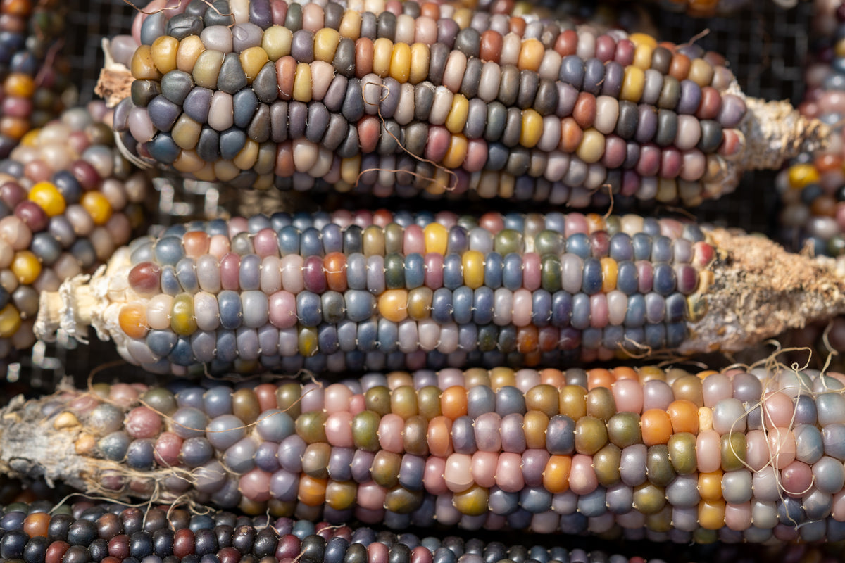 Seeds For Glass Gem Corn at Scarlett Tenison-woods blog