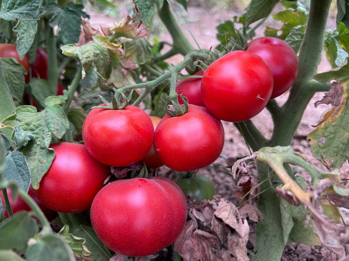 Czech Bush Tomato