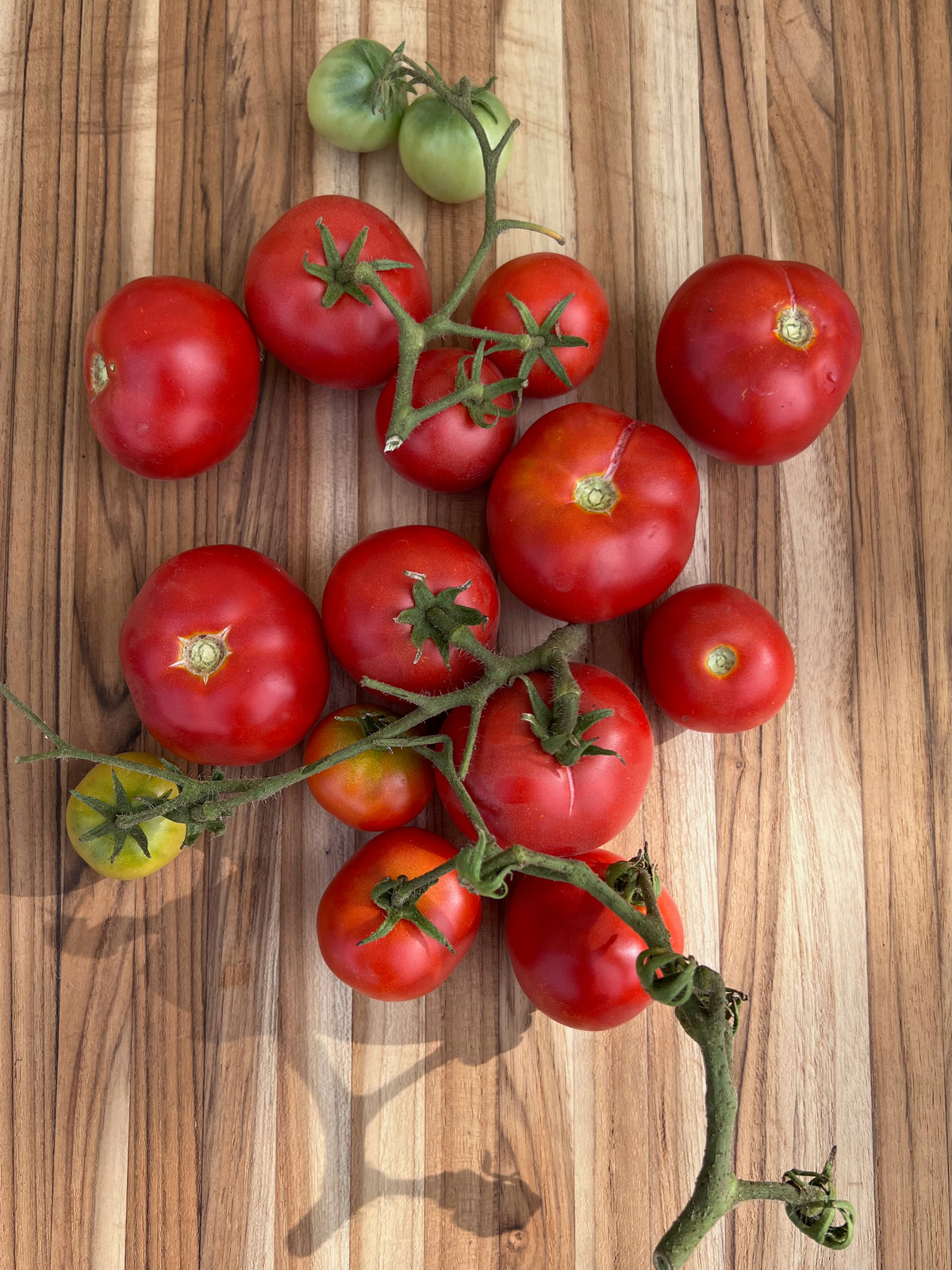 Czech Bush Tomato
