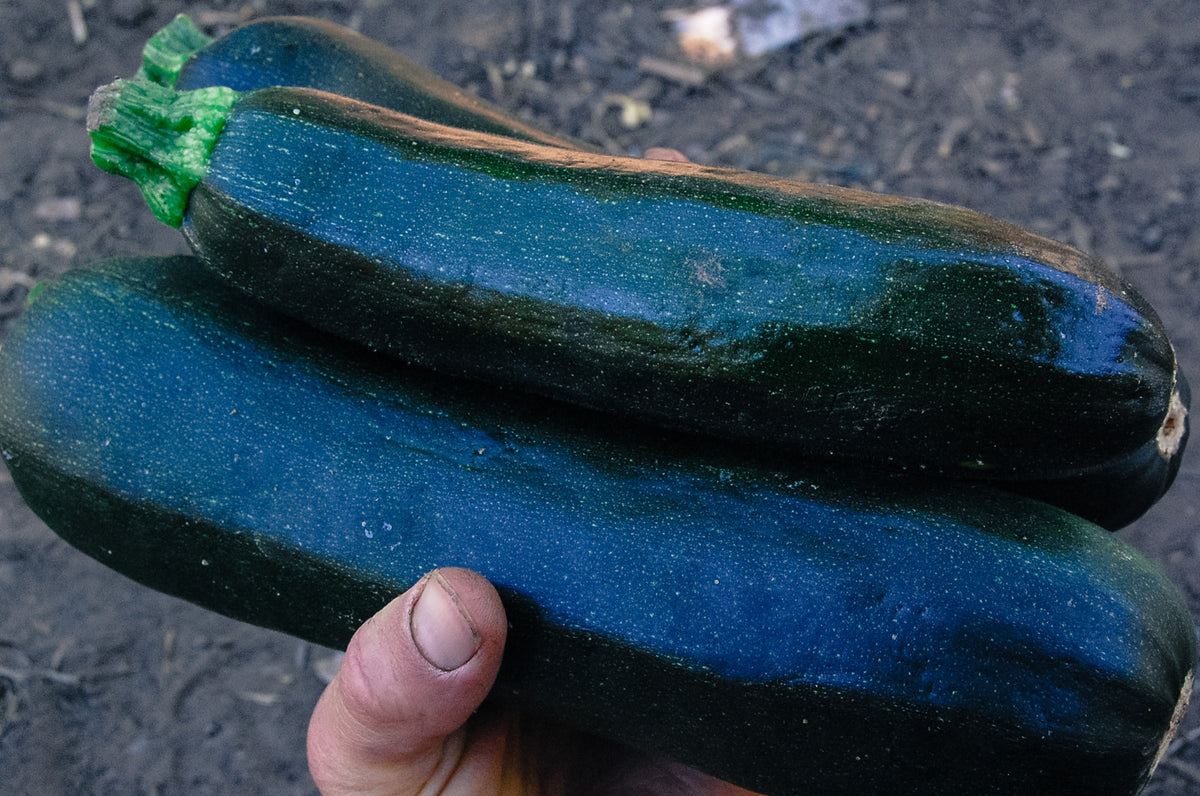 Dark Star Zucchini