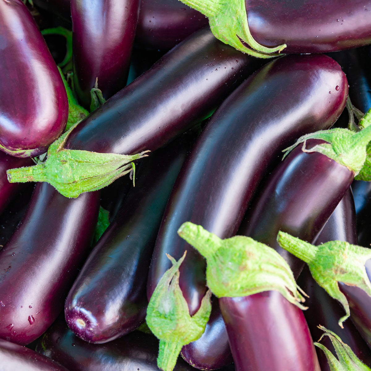 Diamond Eggplant closeup!