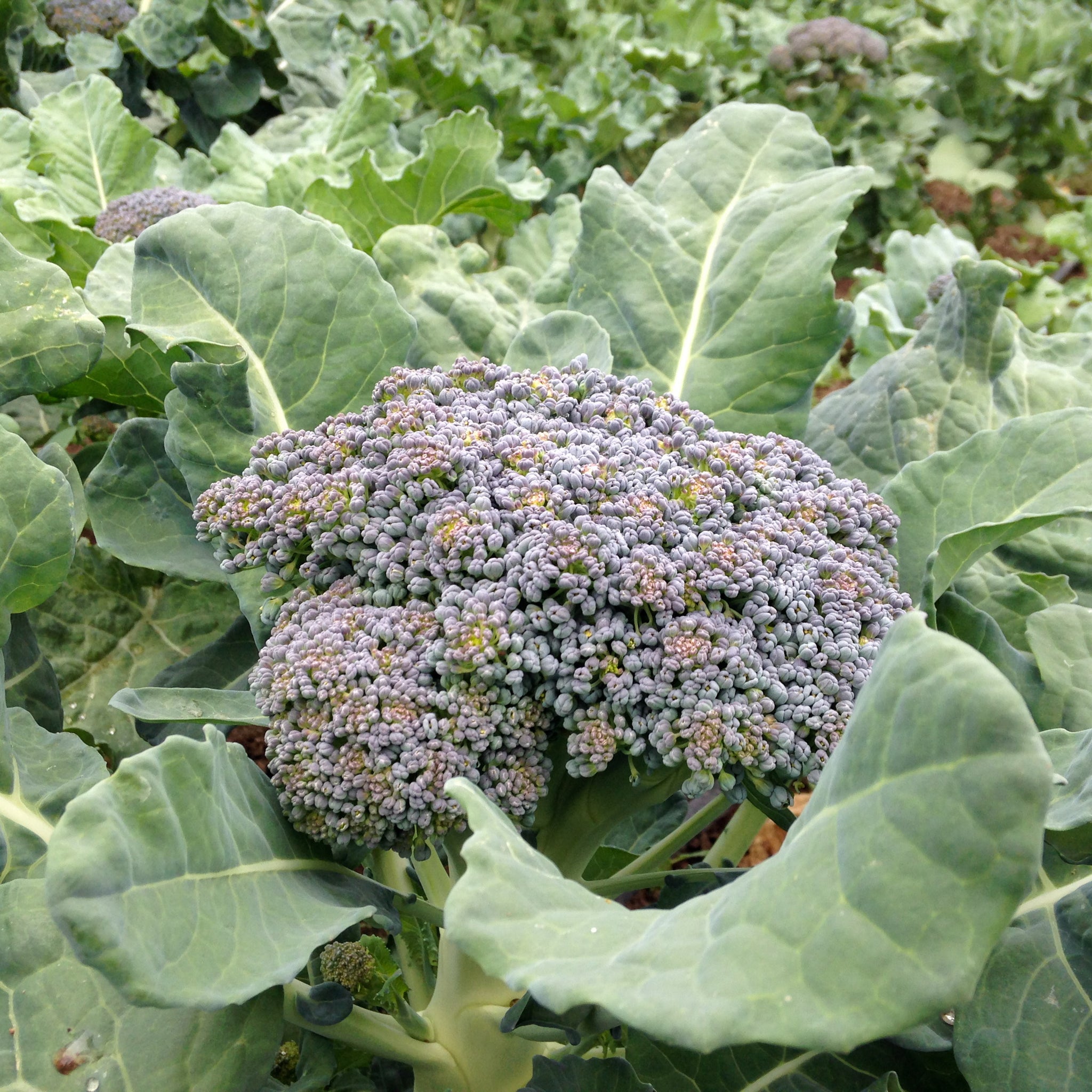 winter broccoli seeds for planting Assorted Vegetable Seeds Di Ciccio Sprouting Broccoli