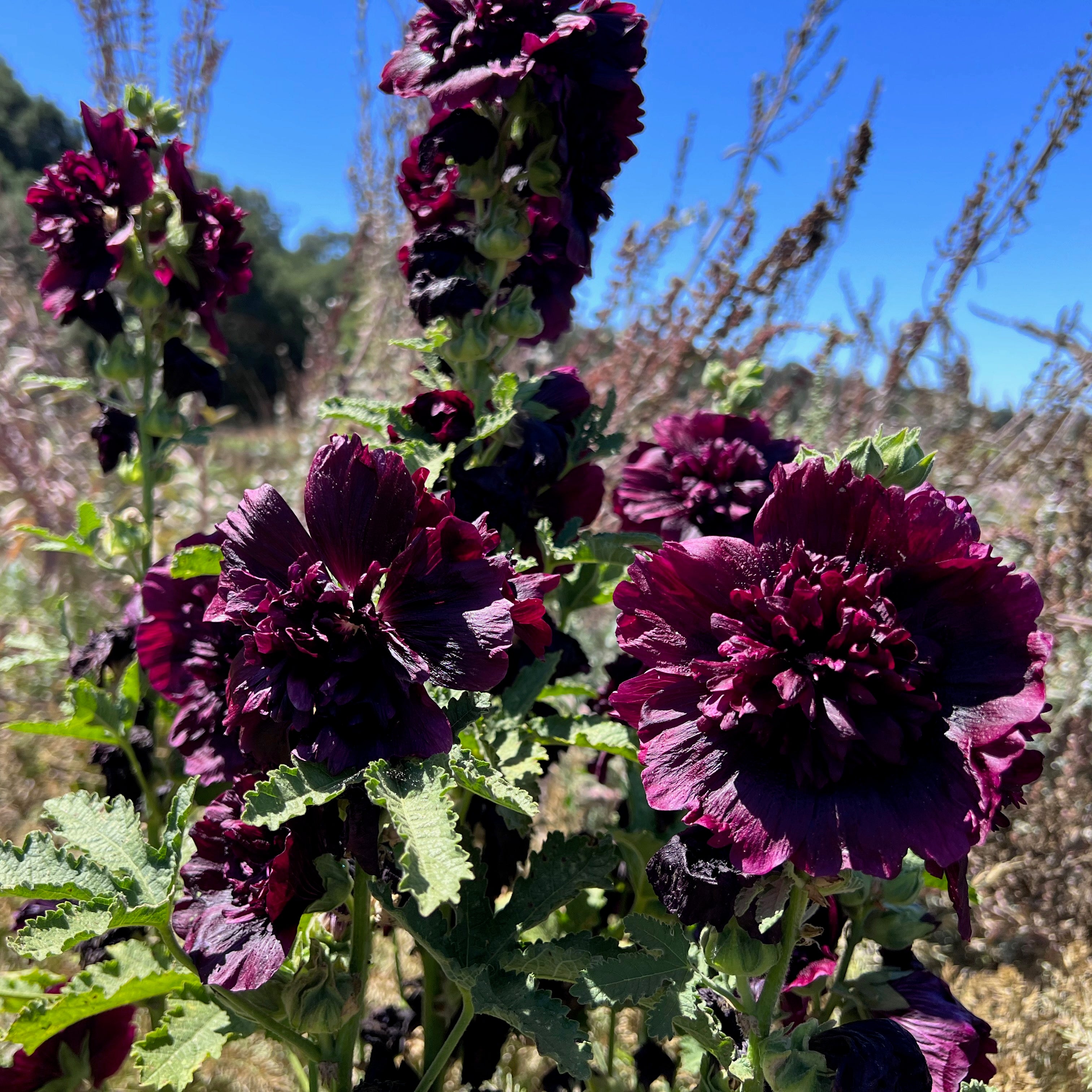 Double Black Hollyhock Flower Seeds - The Plant Good Seed Company