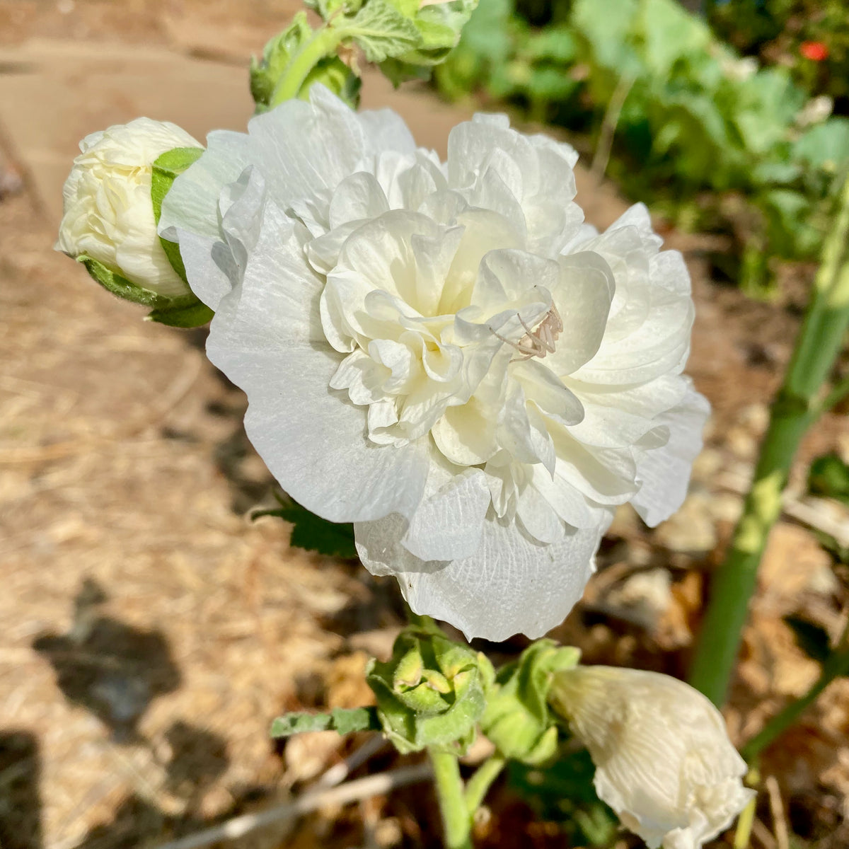 Double White Hollyhock