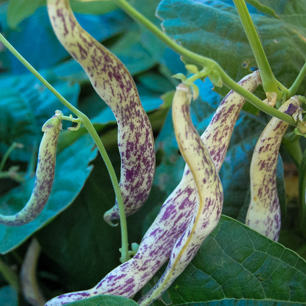 Dragon Langerie Snap Bean