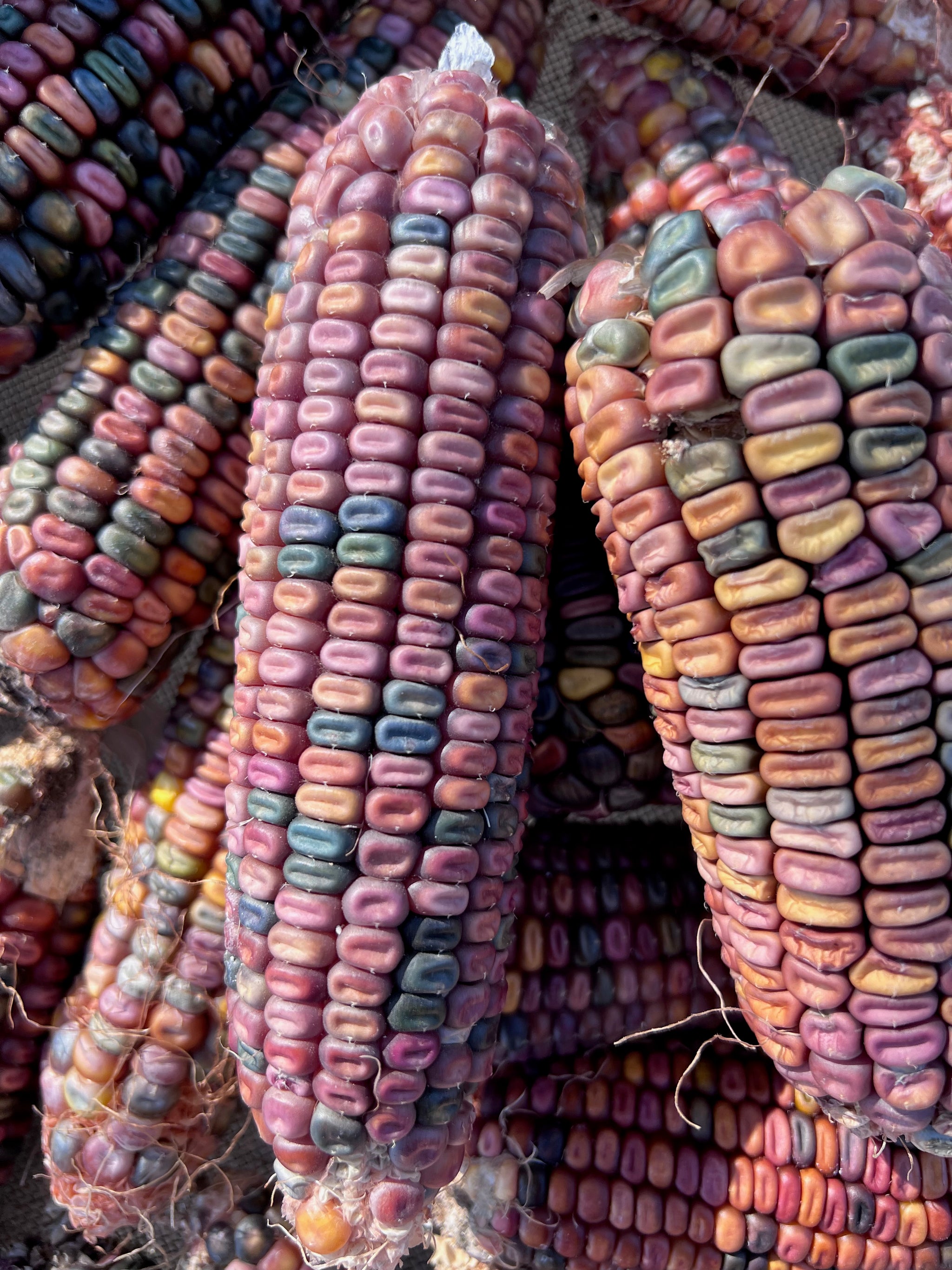 Earth Tones Dent Corn Seeds - The Plant Good Seed Company